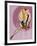 Mid-Century Pin-Ups - Beauty Parade Magazine - Oh! Purple-Peter Driben-Framed Art Print