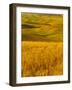 Mid-Season Fields Rolling Hills, Palouse, Washington, USA-Terry Eggers-Framed Photographic Print