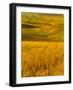 Mid-Season Fields Rolling Hills, Palouse, Washington, USA-Terry Eggers-Framed Photographic Print