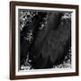 Mid-Summer Magik Noir Diamonds-Tina Lavoie-Framed Giclee Print