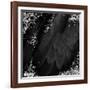 Mid-Summer Magik Noir Diamonds-Tina Lavoie-Framed Giclee Print