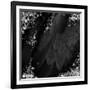 Mid-Summer Magik Noir Diamonds-Tina Lavoie-Framed Giclee Print