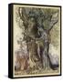 Midas, Flowers Turn Gold-Arthur Rackham-Framed Stretched Canvas