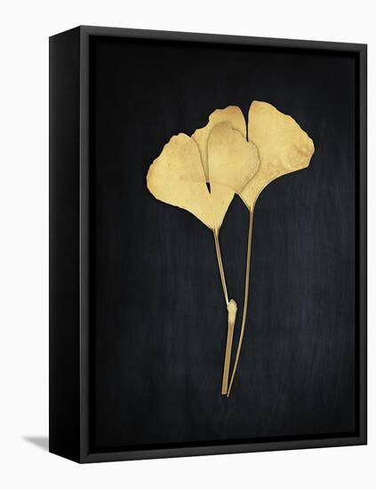 Midas Ginkgo 1-Albert Koetsier-Framed Stretched Canvas