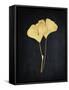 Midas Ginkgo 1-Albert Koetsier-Framed Stretched Canvas