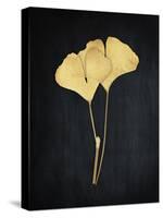 Midas Ginkgo 1-Albert Koetsier-Stretched Canvas