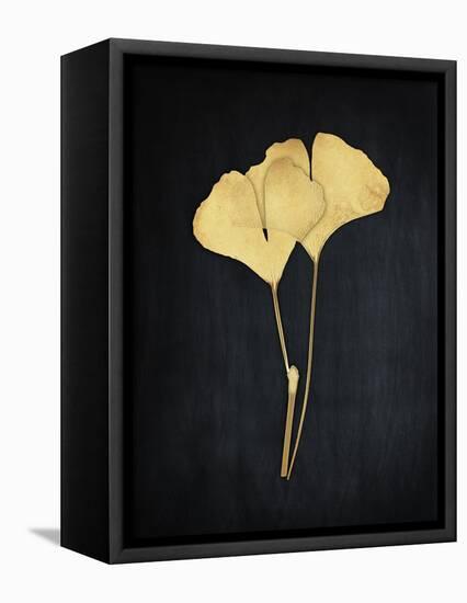 Midas Ginkgo 1-Albert Koetsier-Framed Stretched Canvas