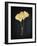 Midas Ginkgo 1-Albert Koetsier-Framed Art Print