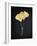 Midas Ginkgo 1-Albert Koetsier-Framed Art Print