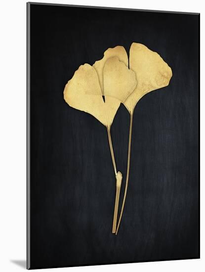 Midas Ginkgo 1-Albert Koetsier-Mounted Art Print