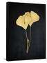 Midas Ginkgo 2-Albert Koetsier-Framed Stretched Canvas