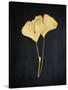 Midas Ginkgo 2-Albert Koetsier-Stretched Canvas