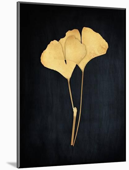 Midas Ginko 1-Marcus Prime-Mounted Art Print