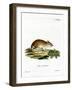 Midday Jird-null-Framed Giclee Print