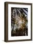 Midday sun in Palm Trees. Oman.-Tom Norring-Framed Photographic Print