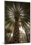 Midday sun in Palm Trees. Oman.-Tom Norring-Mounted Photographic Print