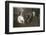 Middle Aged Couple with Dog-null-Framed Photographic Print