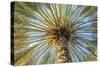 Middle East, Arabian Peninsula, Oman, Ad Dakhiliyah, Nizwa. Palm tree against blue sky in Nizwa-Emily Wilson-Stretched Canvas