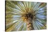 Middle East, Arabian Peninsula, Oman, Ad Dakhiliyah, Nizwa. Palm tree against blue sky in Nizwa-Emily Wilson-Stretched Canvas