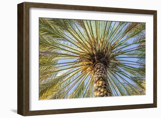 Middle East, Arabian Peninsula, Oman, Ad Dakhiliyah, Nizwa. Palm tree against blue sky in Nizwa-Emily Wilson-Framed Photographic Print