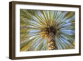 Middle East, Arabian Peninsula, Oman, Ad Dakhiliyah, Nizwa. Palm tree against blue sky in Nizwa-Emily Wilson-Framed Photographic Print