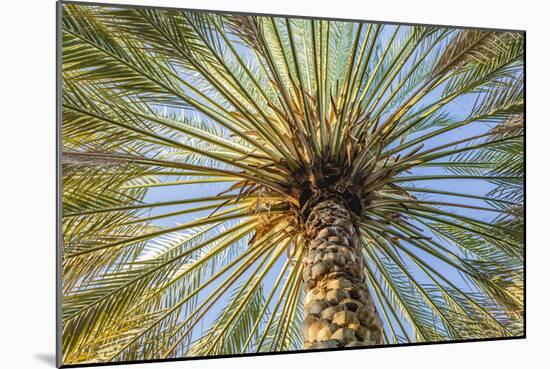 Middle East, Arabian Peninsula, Oman, Ad Dakhiliyah, Nizwa. Palm tree against blue sky in Nizwa-Emily Wilson-Mounted Photographic Print