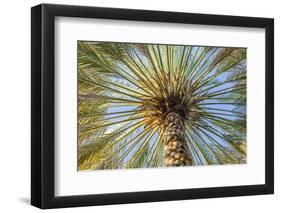 Middle East, Arabian Peninsula, Oman, Ad Dakhiliyah, Nizwa. Palm tree against blue sky in Nizwa-Emily Wilson-Framed Photographic Print