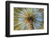 Middle East, Arabian Peninsula, Oman, Ad Dakhiliyah, Nizwa. Palm tree against blue sky in Nizwa-Emily Wilson-Framed Photographic Print