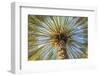 Middle East, Arabian Peninsula, Oman, Ad Dakhiliyah, Nizwa. Palm tree against blue sky in Nizwa-Emily Wilson-Framed Photographic Print