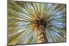 Middle East, Arabian Peninsula, Oman, Ad Dakhiliyah, Nizwa. Palm tree against blue sky in Nizwa-Emily Wilson-Mounted Photographic Print