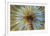 Middle East, Arabian Peninsula, Oman, Ad Dakhiliyah, Nizwa. Palm tree against blue sky in Nizwa-Emily Wilson-Framed Photographic Print