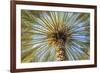 Middle East, Arabian Peninsula, Oman, Ad Dakhiliyah, Nizwa. Palm tree against blue sky in Nizwa-Emily Wilson-Framed Photographic Print