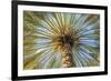 Middle East, Arabian Peninsula, Oman, Ad Dakhiliyah, Nizwa. Palm tree against blue sky in Nizwa-Emily Wilson-Framed Photographic Print