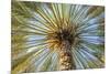 Middle East, Arabian Peninsula, Oman, Ad Dakhiliyah, Nizwa. Palm tree against blue sky in Nizwa-Emily Wilson-Mounted Photographic Print