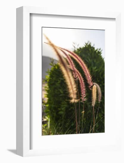 Middle East, Arabian Peninsula, Oman, Muscat, Quriyat. Decorative plants in a garden.-Emily Wilson-Framed Photographic Print