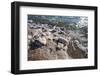 Middle East, Israel, Dead Sea salt on coast and in water-Samuel Magal-Framed Photographic Print