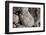 Middle East, Israel, Dead Sea Salt-Samuel Magal-Framed Photographic Print