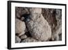 Middle East, Israel, Dead Sea Salt-Samuel Magal-Framed Photographic Print