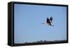 Middle East, Israel, Hula Park, Crane-Samuel Magal-Framed Stretched Canvas