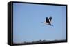 Middle East, Israel, Hula Park, Crane-Samuel Magal-Framed Stretched Canvas