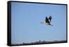 Middle East, Israel, Hula Park, Crane-Samuel Magal-Framed Stretched Canvas