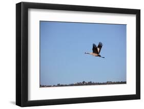 Middle East, Israel, Hula Park, Crane-Samuel Magal-Framed Photographic Print