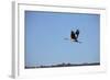 Middle East, Israel, Hula Park, Crane-Samuel Magal-Framed Photographic Print