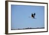 Middle East, Israel, Hula Park, Crane-Samuel Magal-Framed Photographic Print