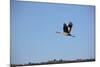 Middle East, Israel, Hula Park, Crane-Samuel Magal-Mounted Photographic Print