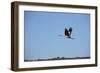 Middle East, Israel, Hula Park, Crane-Samuel Magal-Framed Photographic Print