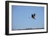 Middle East, Israel, Hula Park, Crane-Samuel Magal-Framed Photographic Print