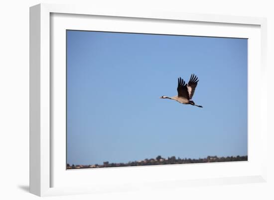 Middle East, Israel, Hula Park, Crane-Samuel Magal-Framed Photographic Print