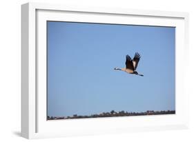 Middle East, Israel, Hula Park, Crane-Samuel Magal-Framed Photographic Print