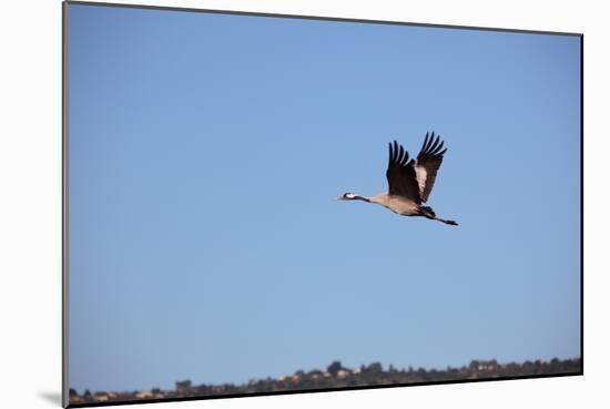 Middle East, Israel, Hula Park, Crane-Samuel Magal-Mounted Photographic Print